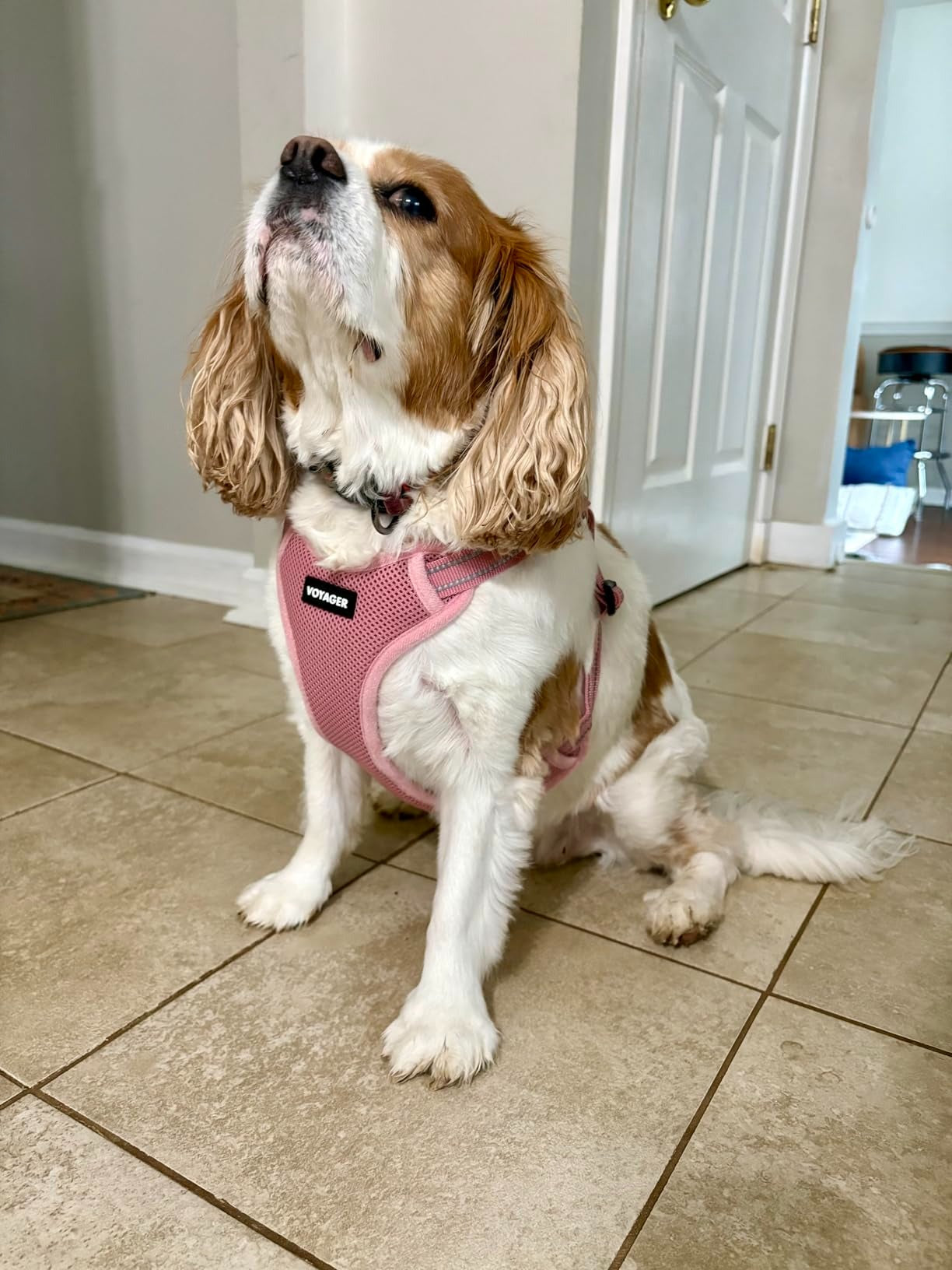 A brown and white dog wearing a pink mesh harness sits on a beige tiled floor in a home interior.