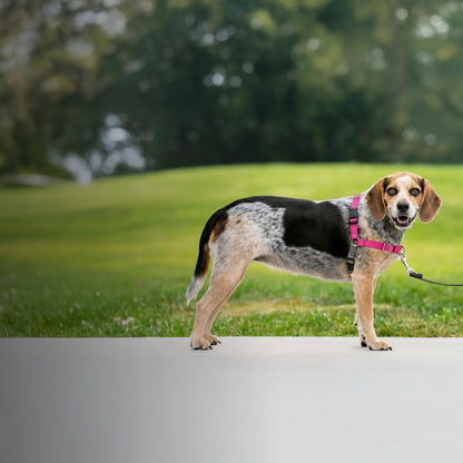 A beagle wearing a pink dog harness stands on a paved path in a grassy park setting. Large promotional text on the left reads 'Easy Walk No Pull Dog Harness' and 'The ultimate harness to stop pulling,' with additional badge-style claims.