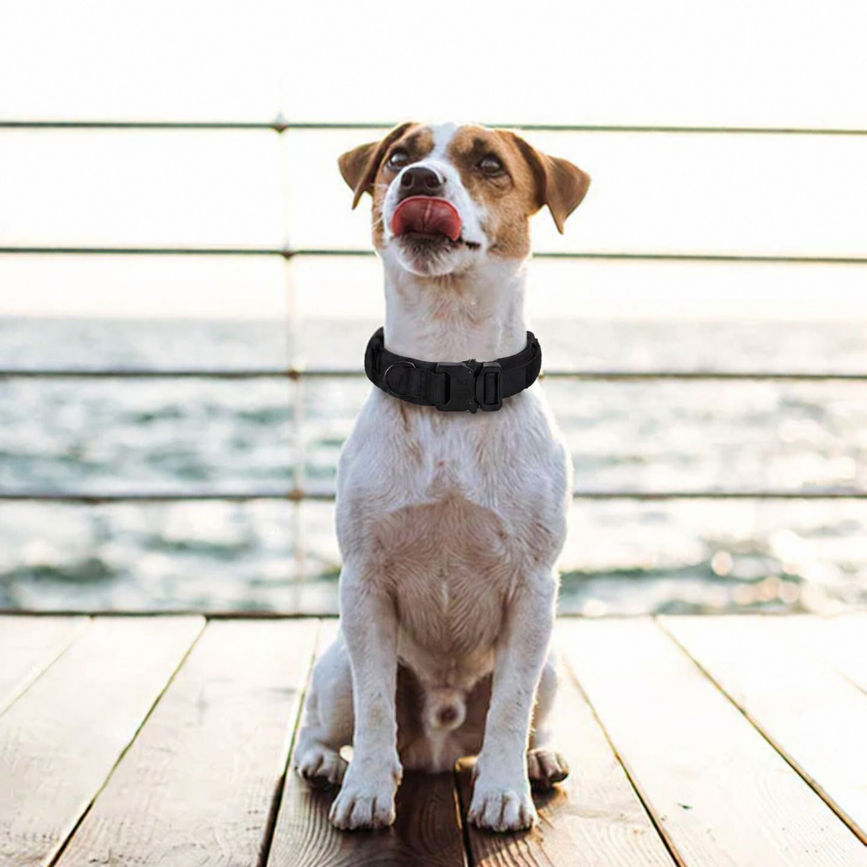A white and tan dog wearing a black collar sits on a wooden deck with the ocean and water railing in the background.