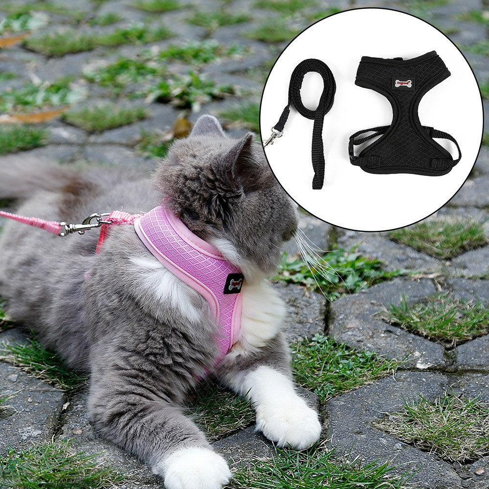 Cat wearing a pink harness on a stone path with an inset showing black dog harnesses.