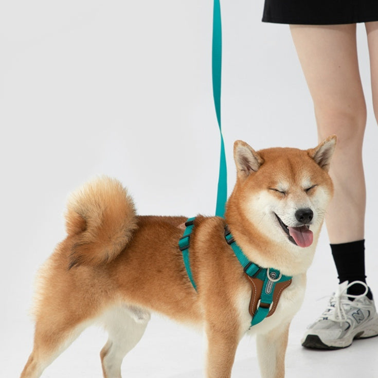 Dog wearing a teal harness and leash with a person's legs in the background