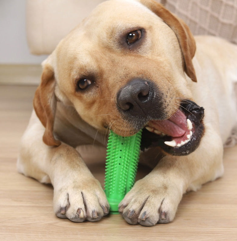 A yellow Labrador retriever lying on a light wood floor, chewing on a bright green textured rubber dog toy.